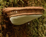 Ganoderma brownii