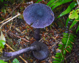 Cortinarius violaceus