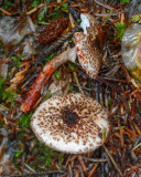 Lepiota flammeotinctus