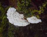 Tyromyces chioneus