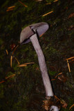 Laccaria amethysteo-occidentalis