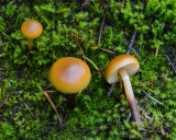 Galerina marginata