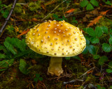 Amanita muscaria var. formosa