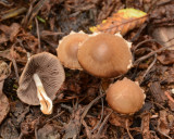 Tubaria furfuracea