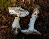 Amanita smithiana