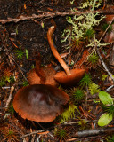 Cortinarius californicus
