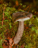 Lactarius pseudomucidus