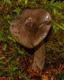 Lactarius pseudomucidus