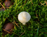 Inocybe pudica