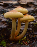 Hypholoma capnoides