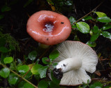 Russula cremoricolor