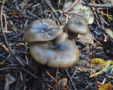 Myxomphalia maura