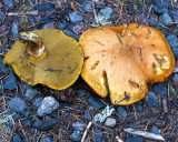 Suillus caerulescens