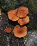 Lactarius rubidus