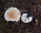 Clitocybe fragrans