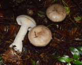 Clitocybe nebularis