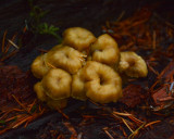 Craterellus tubaeformis