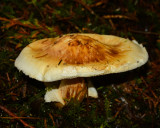 Tricholoma murrillianum