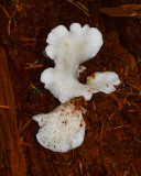 Ossicaulis lignatilis