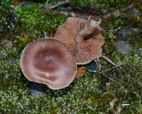 Cortinarius brunneus