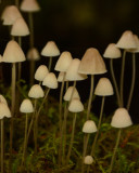 Mycena epipterygia