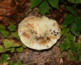 Russula brevipes