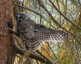 Barred Owl