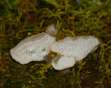 Pseudohydnum gelatinosum