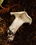 Clitocybe nebularis