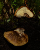 Lentinellus ursinus