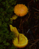 Pholiota flammans