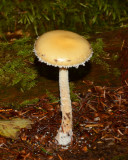 Stropharia ambigua
