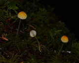 Atheniella aurantiidisca