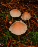 Atheniella adonis