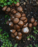 Apioperdon pyriforme
