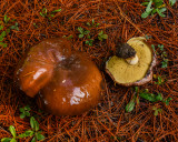 Suillus granulatus