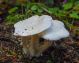 Leucocybe connata