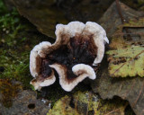Chondrostereum purpureum