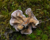 Chondrostereum purpureum