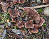 Phellodon tomentosus