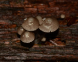 Mycena leptocephala