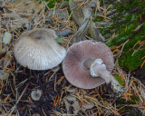 Agaricus silvicola