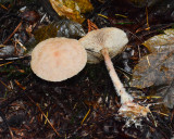 Gymnopus peronatus