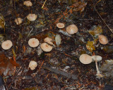 Gymnopus peronatus