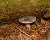 Russula gracilis