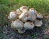 Agaricus augustus