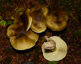 Tricholoma equestre