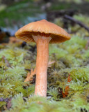 Chroogomphus tomentosus