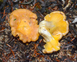 Cantharellus roseocanus