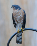 Hawks: Buteos and Accipiters
